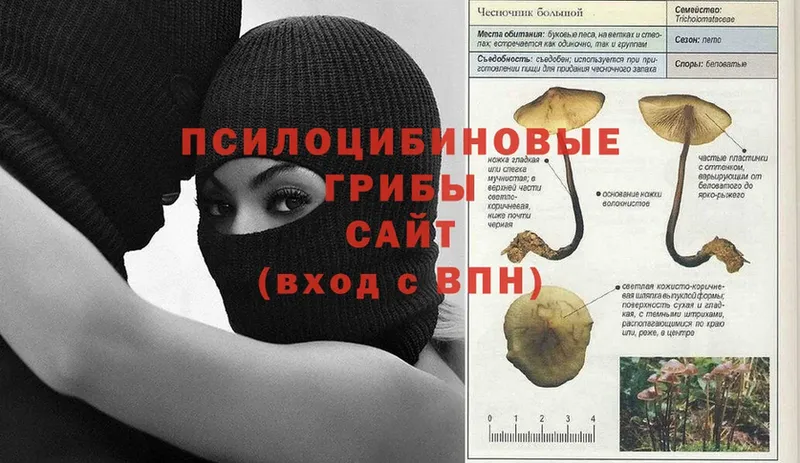 Галлюциногенные грибы мицелий  Жиздра 